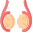 Testicles