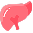 Liver