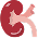 Kidney